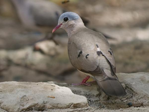 <h3><a href="/trips/gambia/biota/animalia/chordata/aves/026 columbiformes/001 columbidae/turtur afer/turtur afer-nl.html">Turtur&nbsp;afer</a> / Blue‑spotted&nbsp;wood&nbsp;dove / Staalvlekduif</h3>OM-1 Mark II met OLYMPUS M.150-400mm F4.5, 1/2000 sec  bij F4.5, ISO 4000, afstand 9.84&nbsp;m